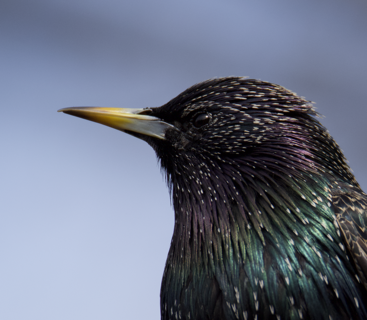 European Starling - ML544385871