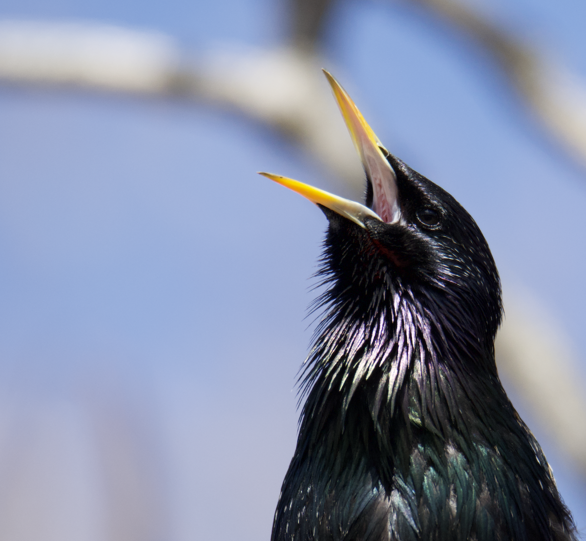 European Starling - ML544385881