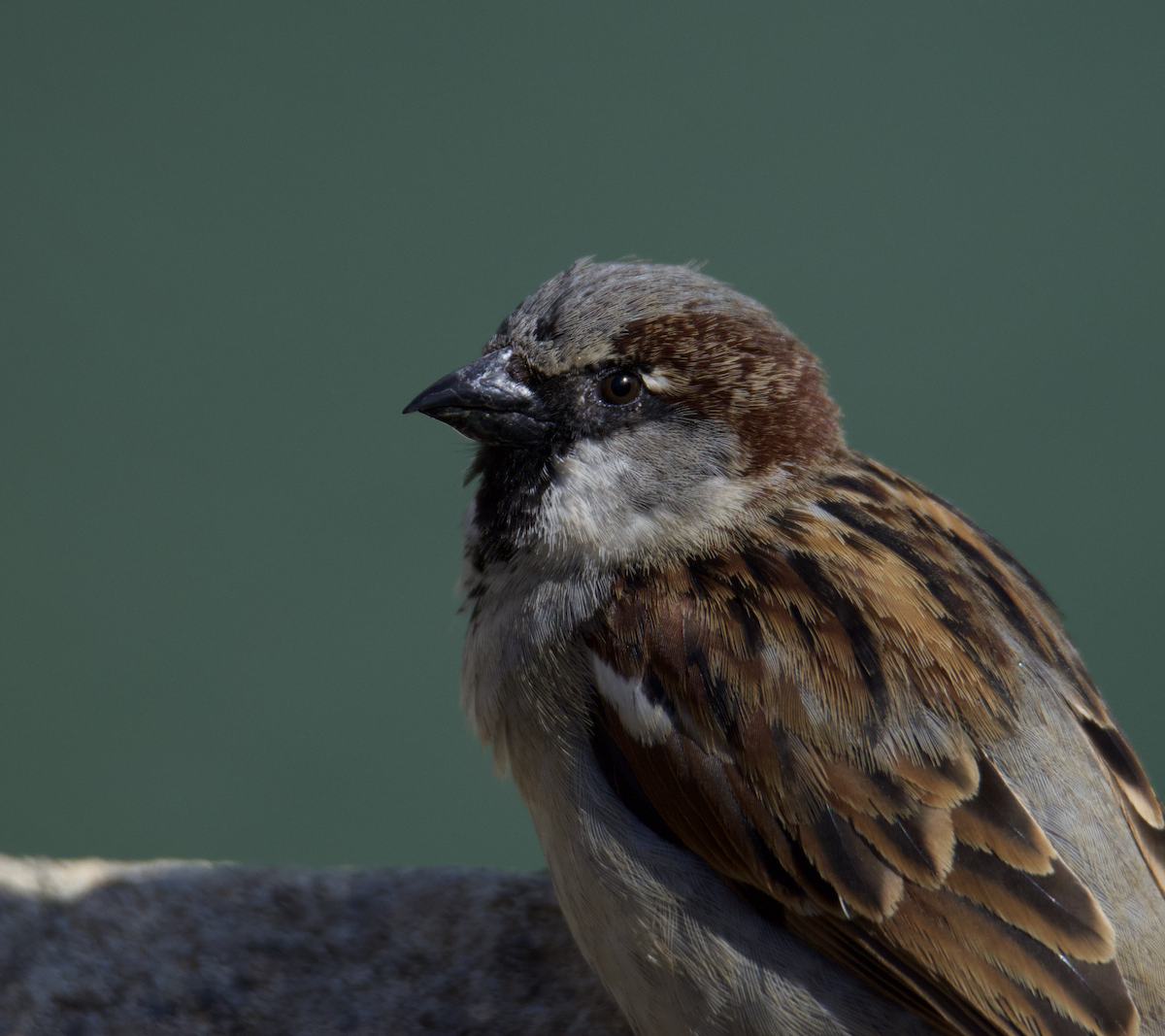 Moineau domestique - ML544385931