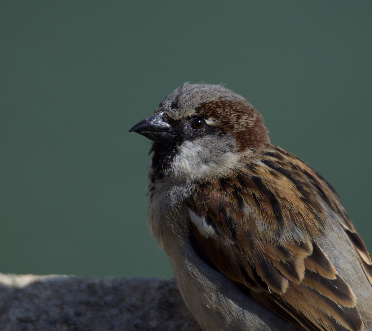 House Sparrow - ML544385931