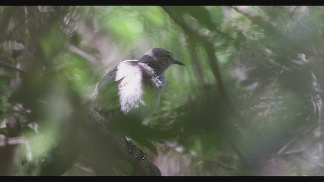 Bahama Mockingbird - ML544385951