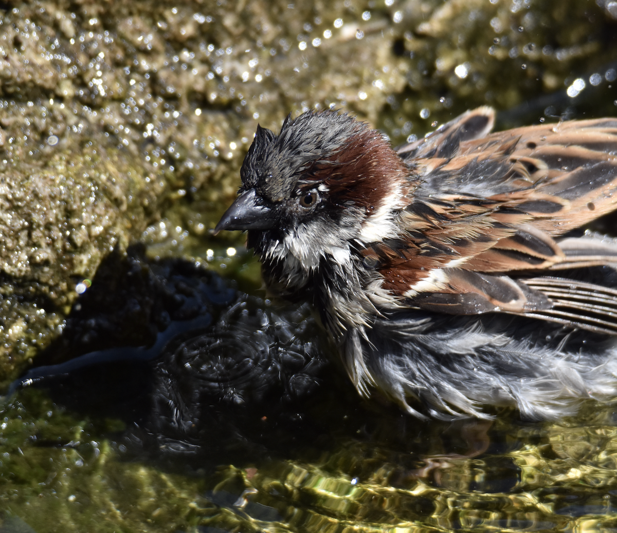 Moineau domestique - ML544385981