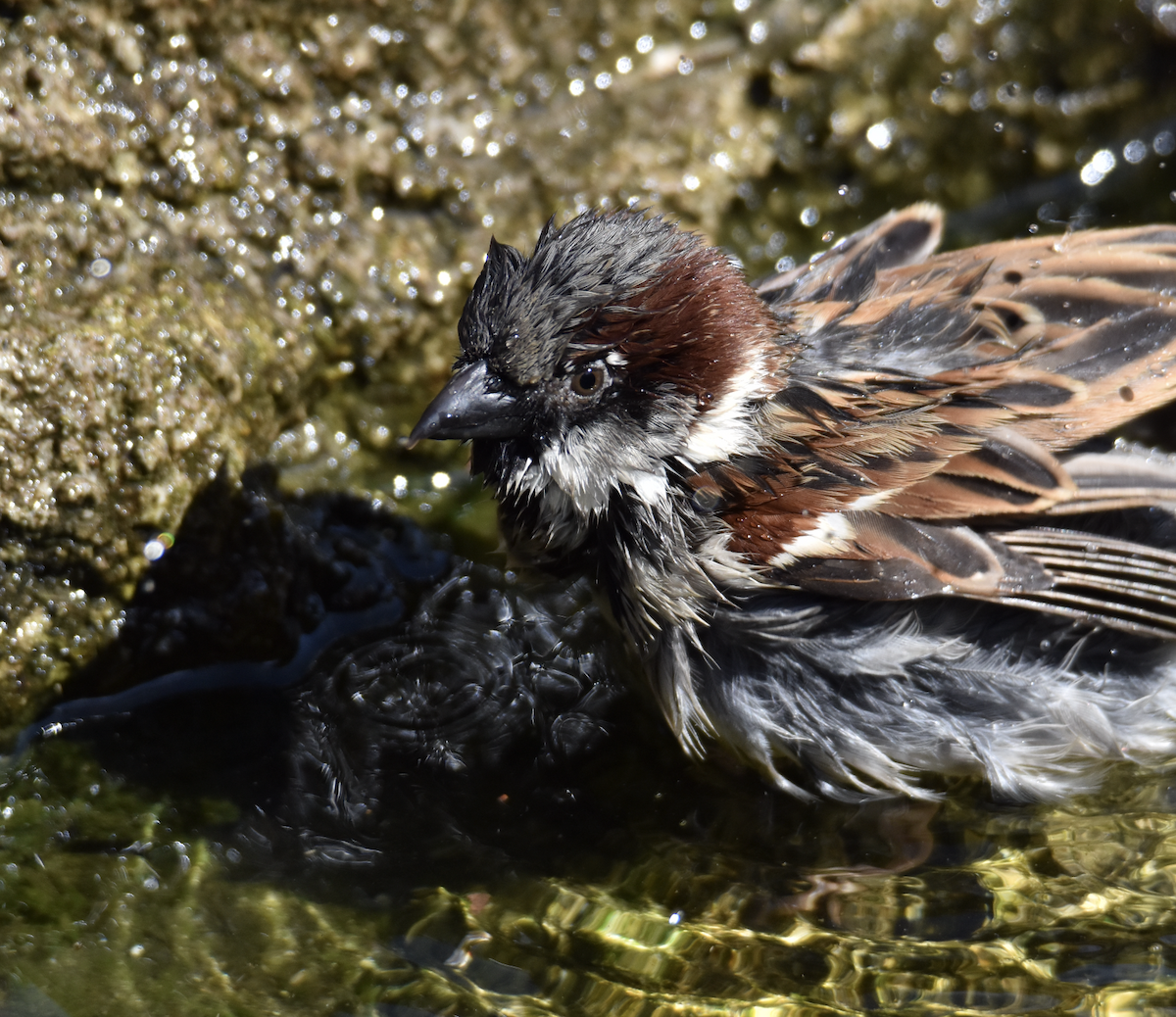 House Sparrow - ML544385981