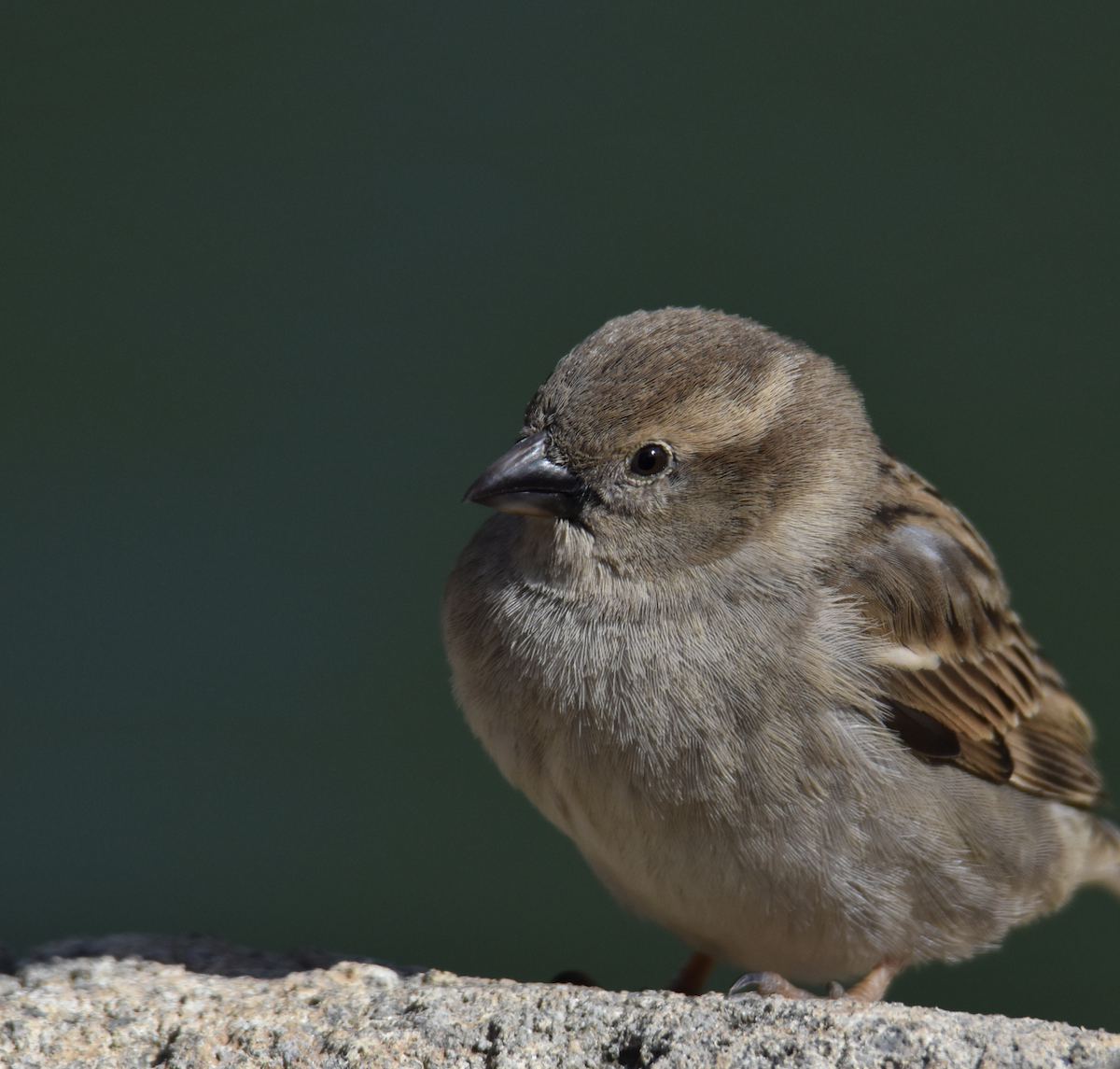 Moineau domestique - ML544386021