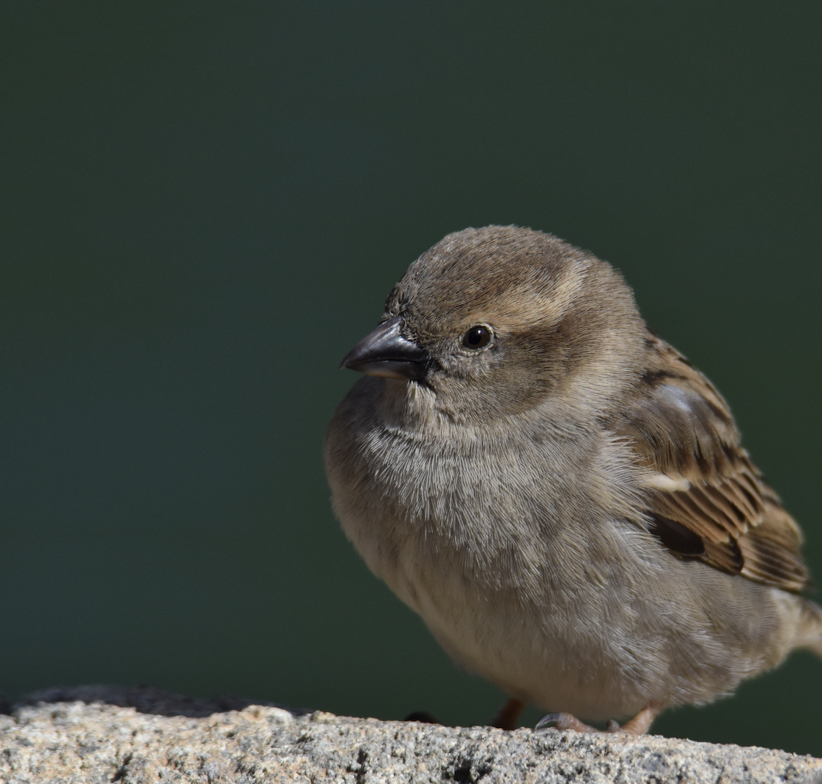 House Sparrow - ML544386021