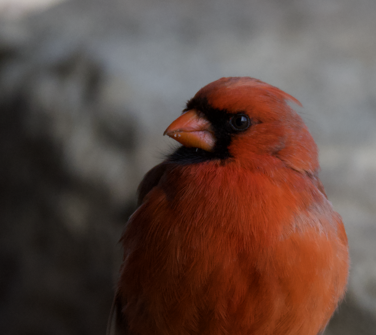 Cardinal rouge - ML544386071