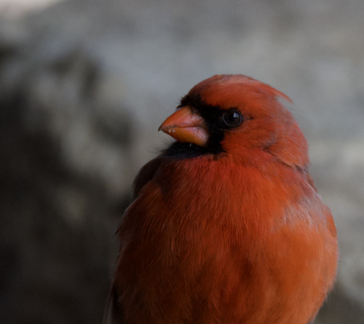 Northern Cardinal - ML544386071