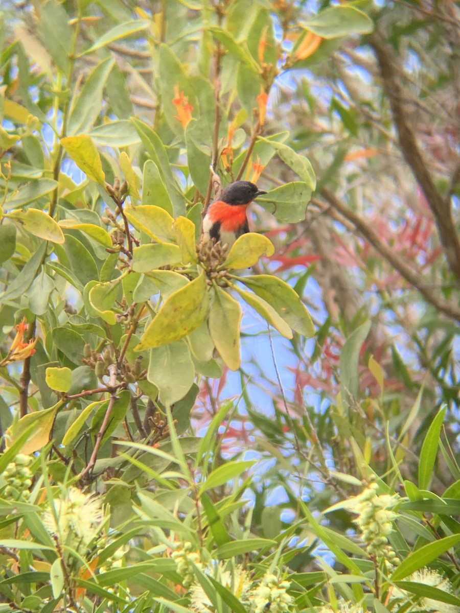 Mistletoebird - ML544386191