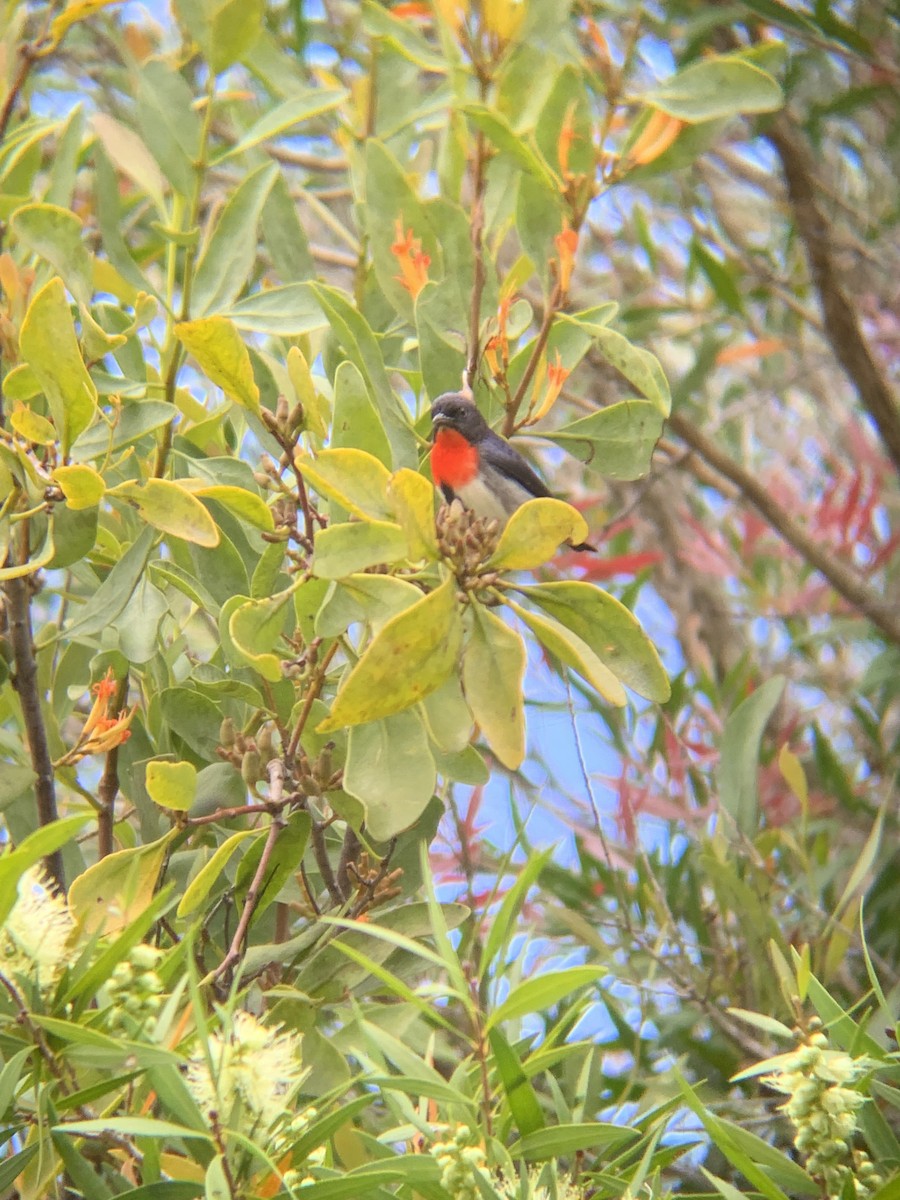 Mistletoebird - E . V