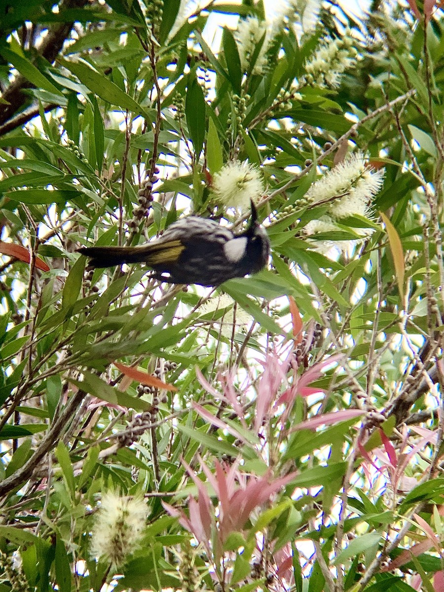 White-cheeked Honeyeater - ML544386431