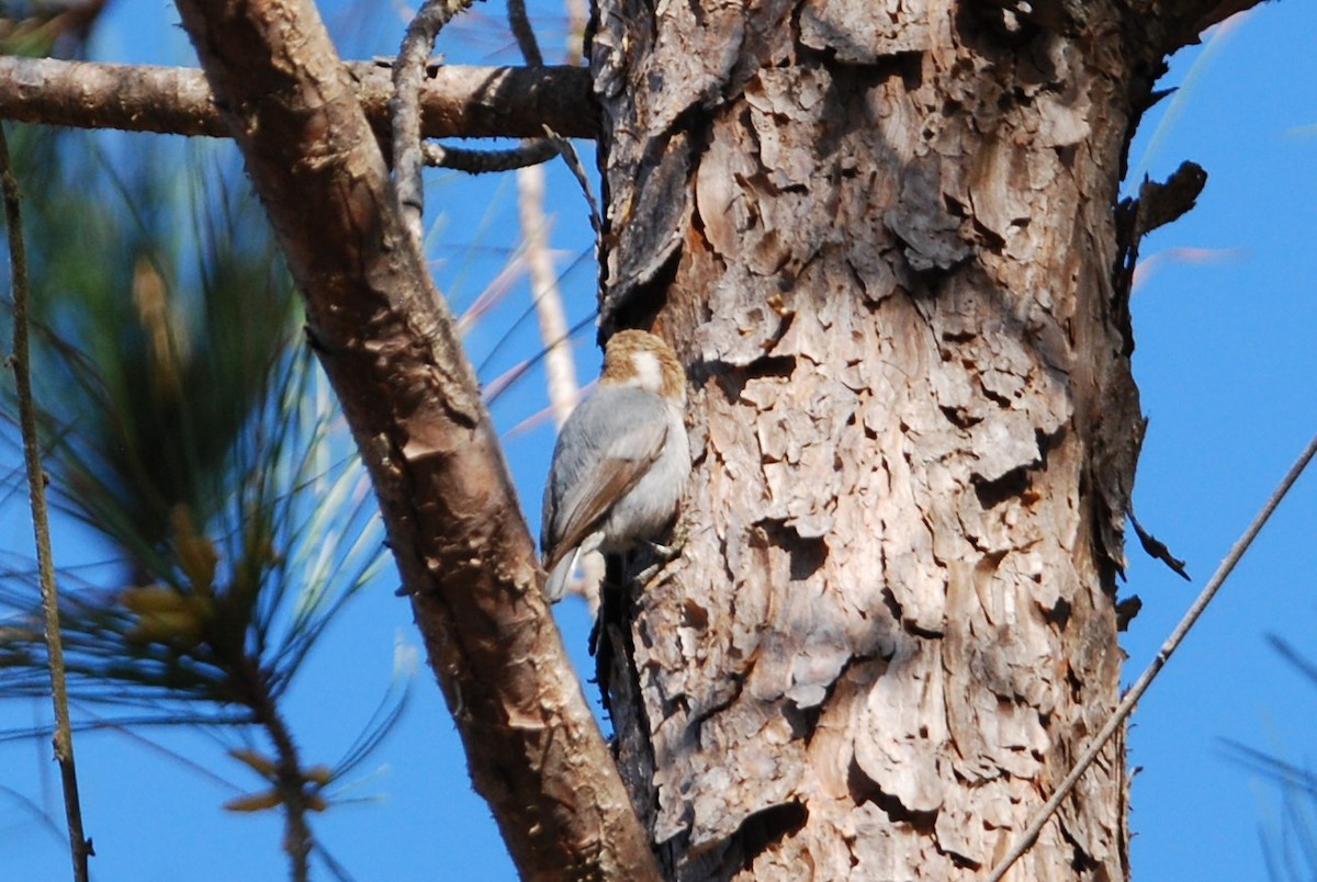 Brown-headed Nuthatch - ML544386941