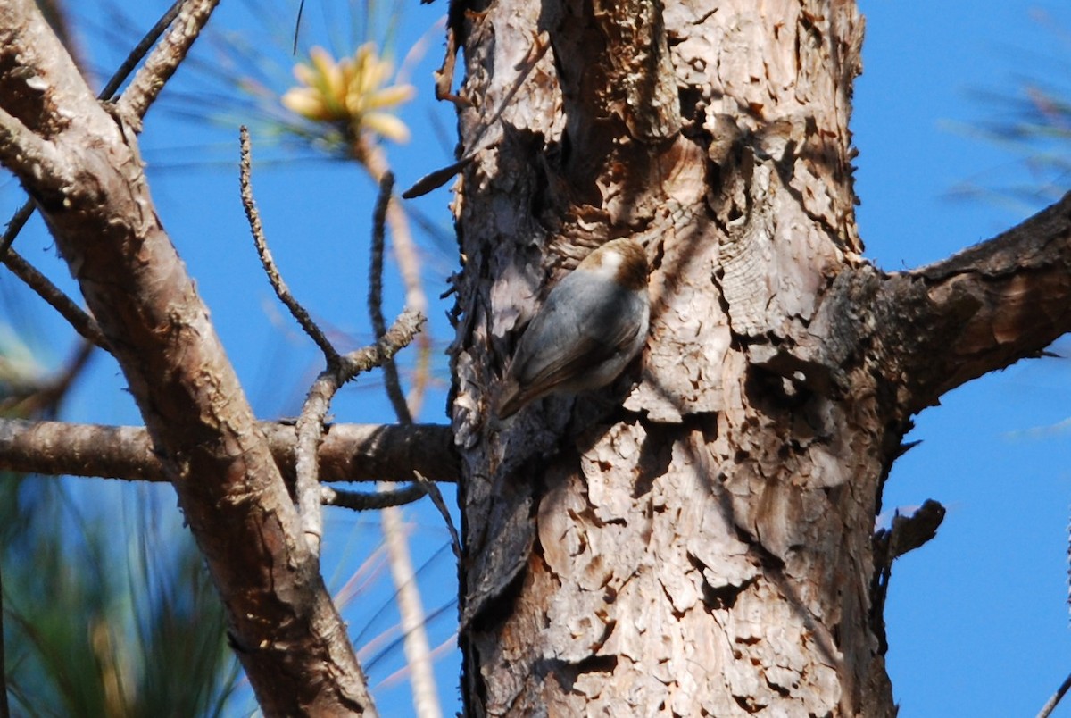 Brown-headed Nuthatch - ML544387051