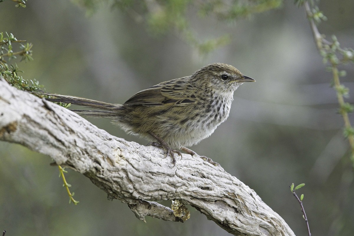 New Zealand Fernbird - ML544387101