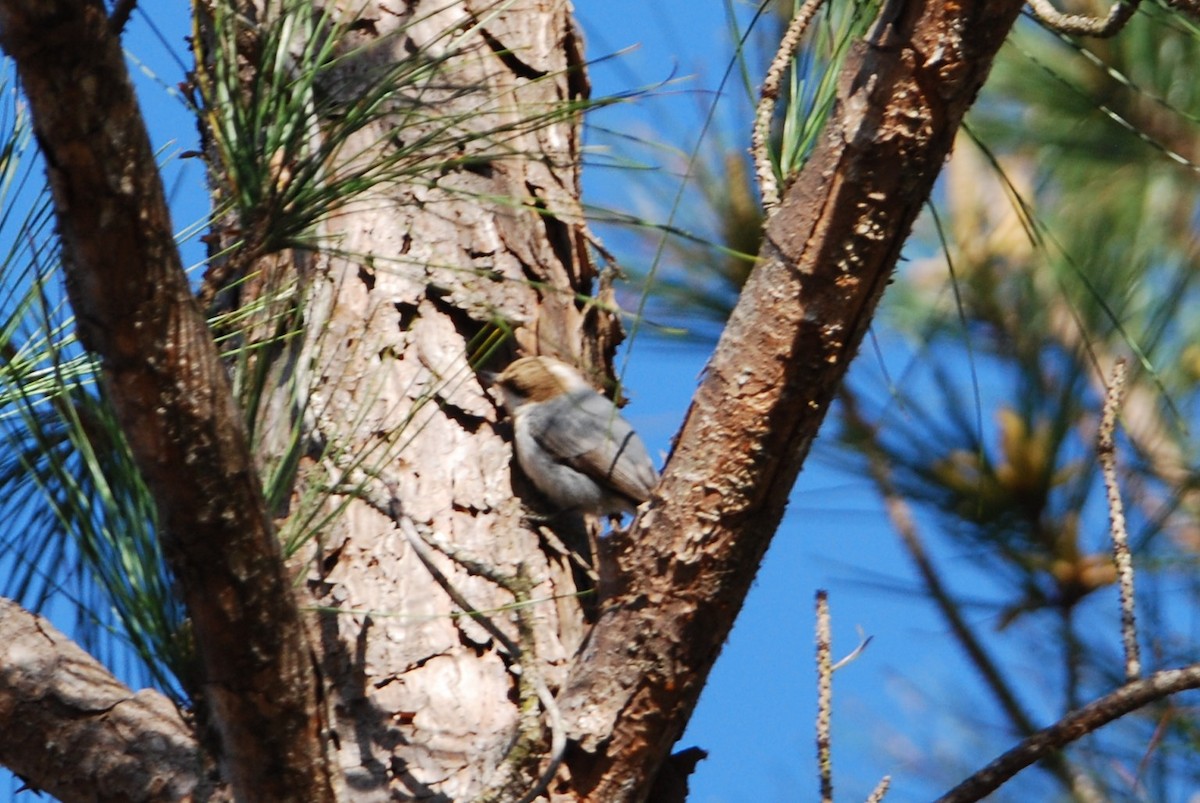 Brown-headed Nuthatch - ML544387131