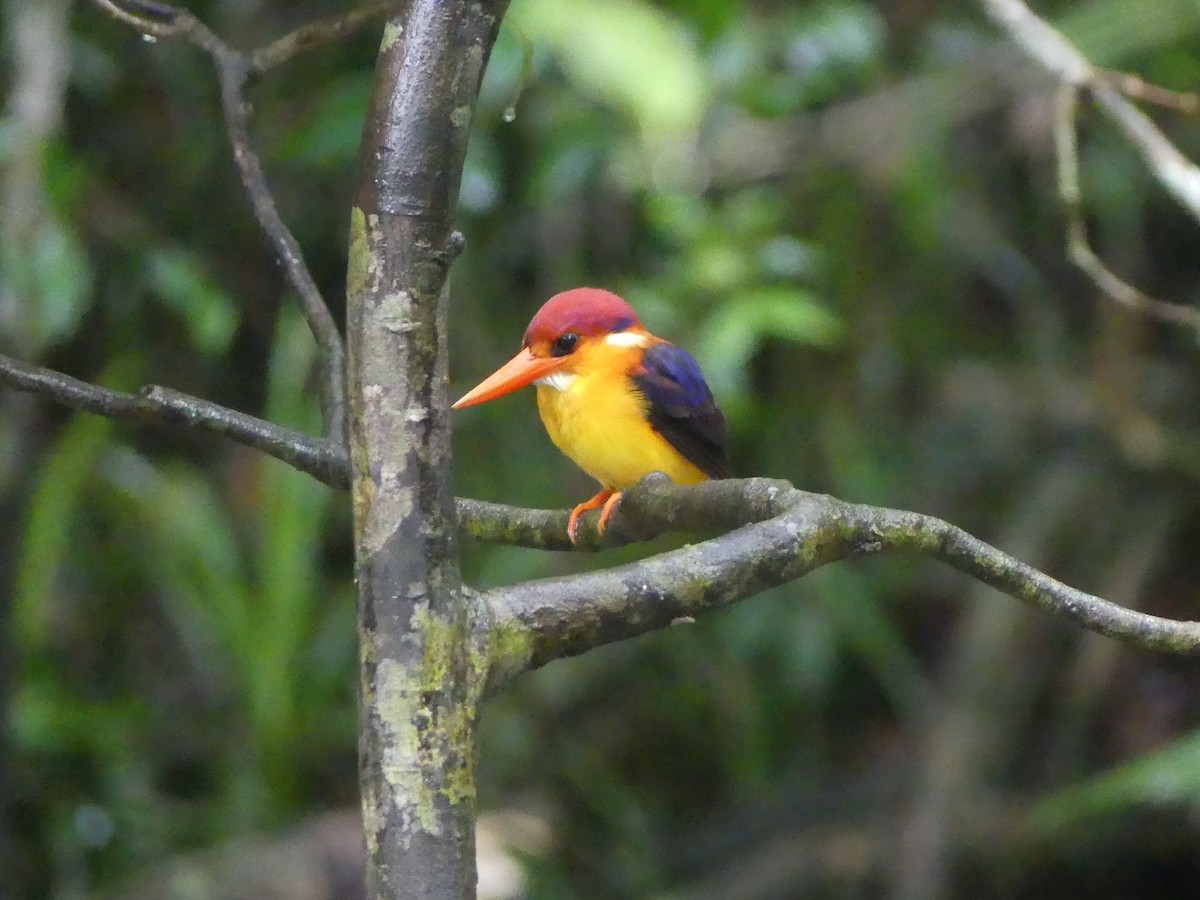 Rufous-backed Dwarf-Kingfisher - ML544387181