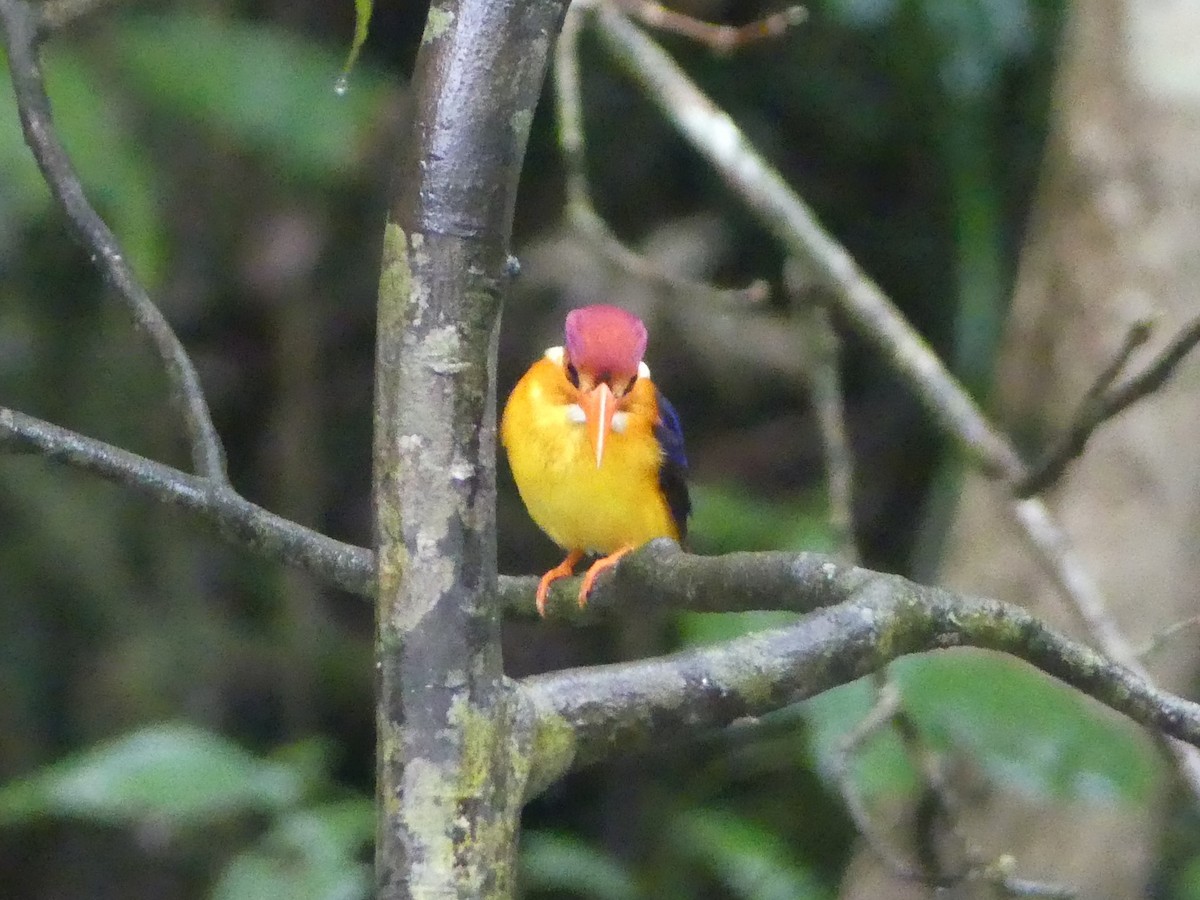 Rufous-backed Dwarf-Kingfisher - ML544387191