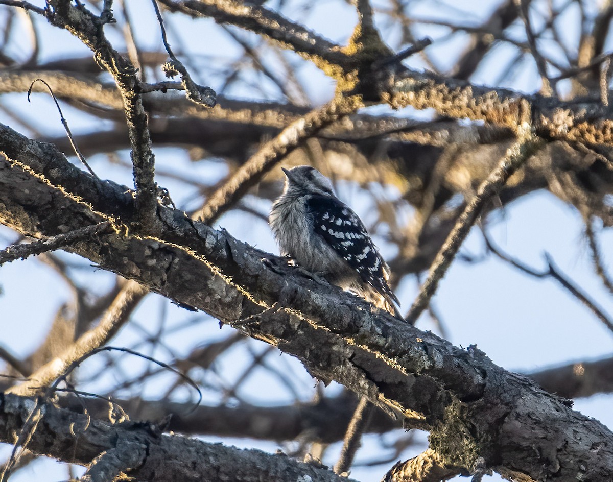 Gray-capped Pygmy Woodpecker - ML544387351