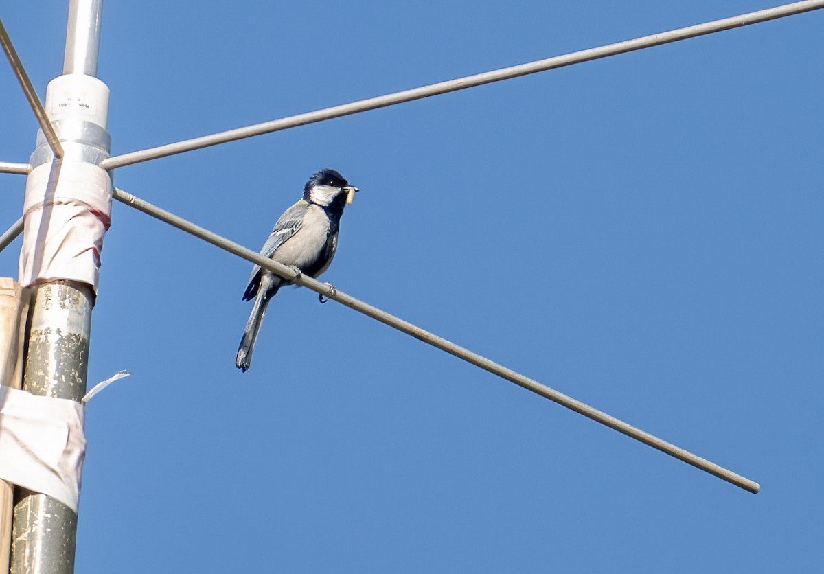 Japanese Tit - Mel Senac