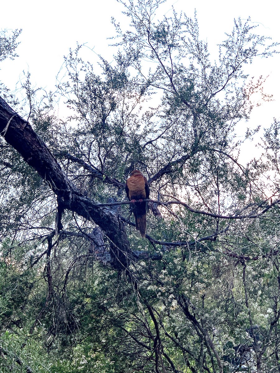 Brown Cuckoo-Dove - ML544388331