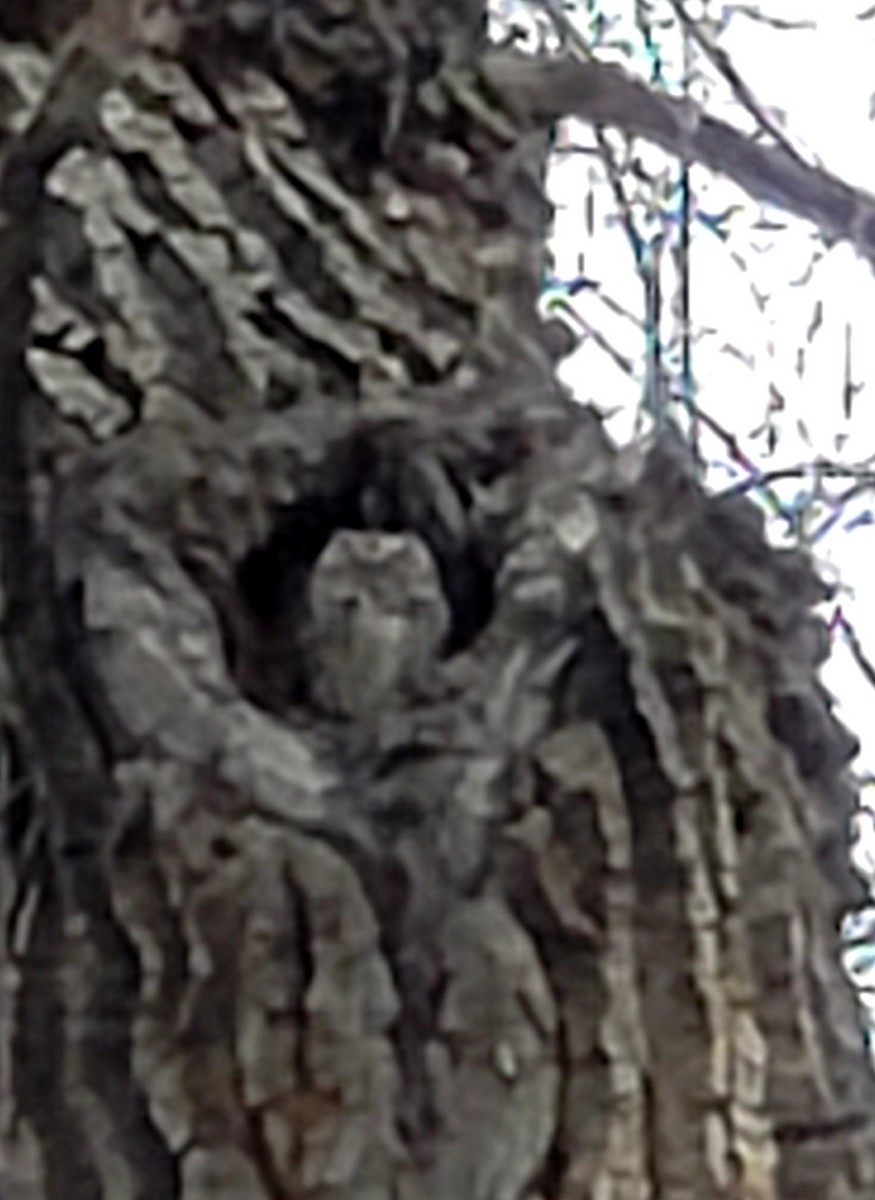 Western Screech-Owl - ML544388461