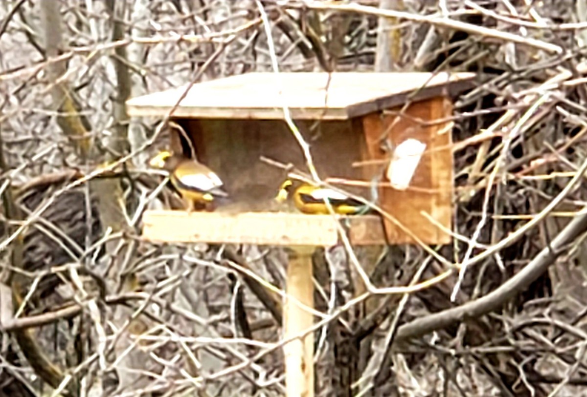 Evening Grosbeak - ML544388591