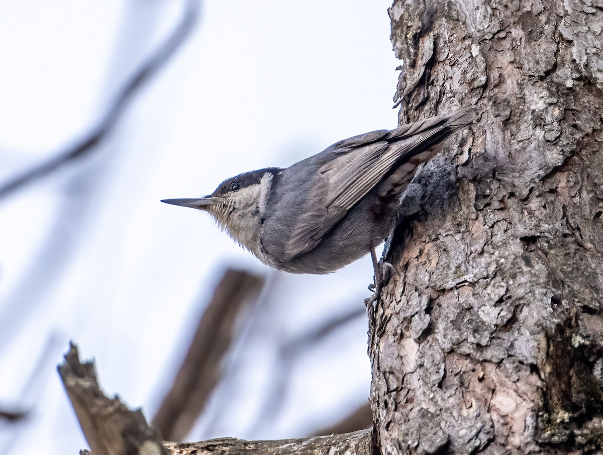 Giant Nuthatch - Mel Senac