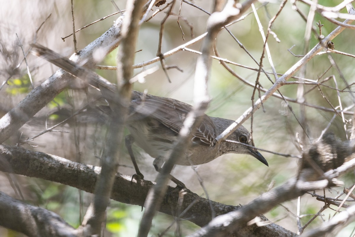 Bahama Mockingbird - ML544389461