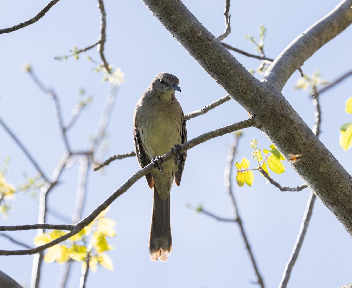 Bahama Mockingbird - ML544389511
