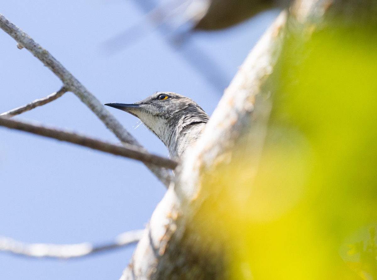 Bahama Mockingbird - ML544389551