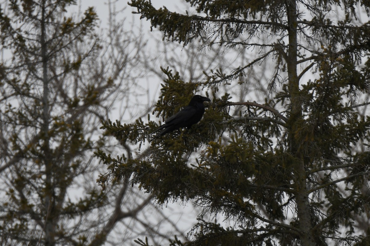 Corvo imperiale - ML544390741