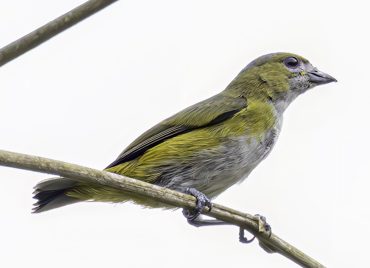 Golden-bellied Euphonia - ML544391981