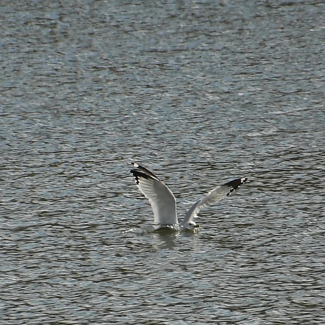 Ring-billed Gull - ML544392621