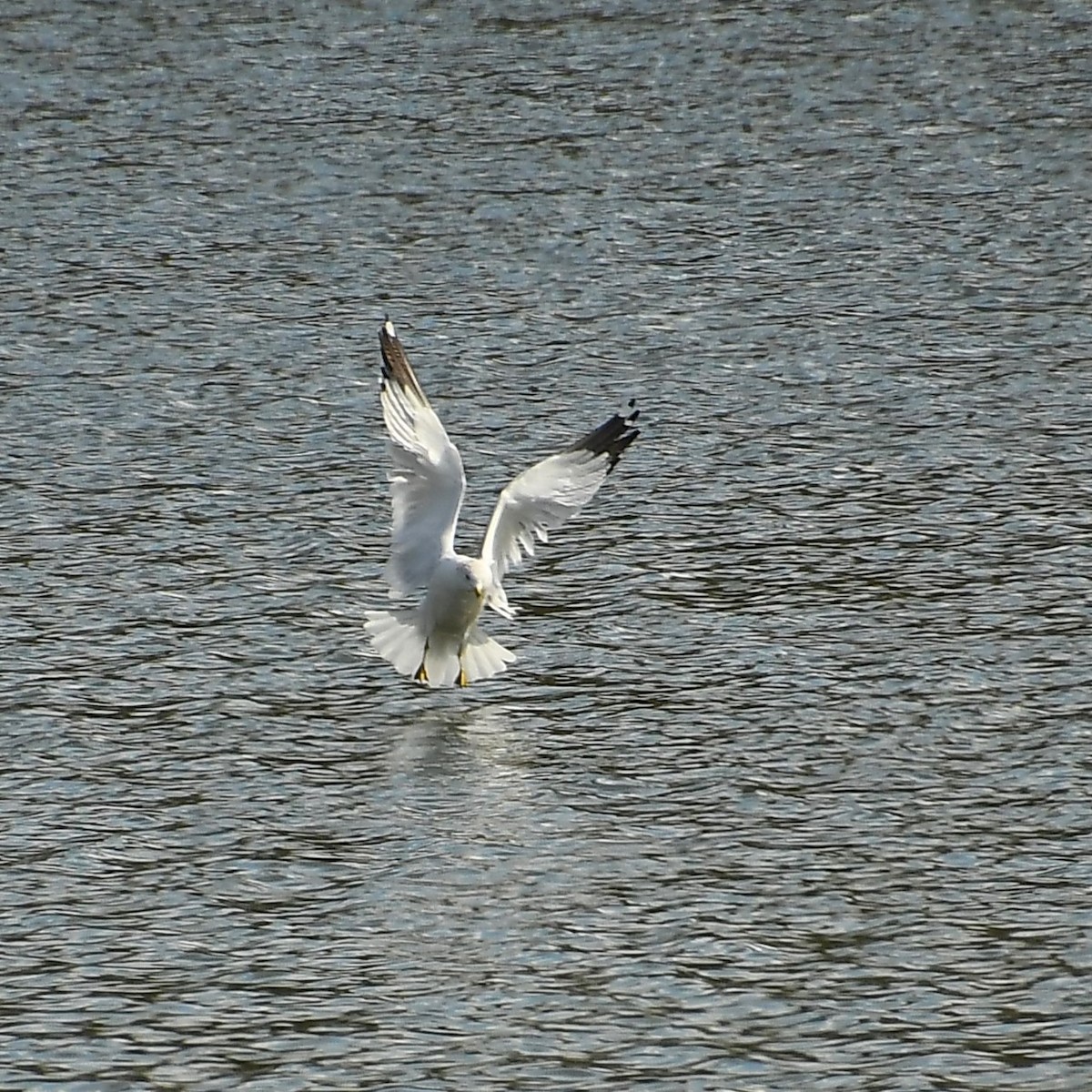 Ring-billed Gull - ML544392631