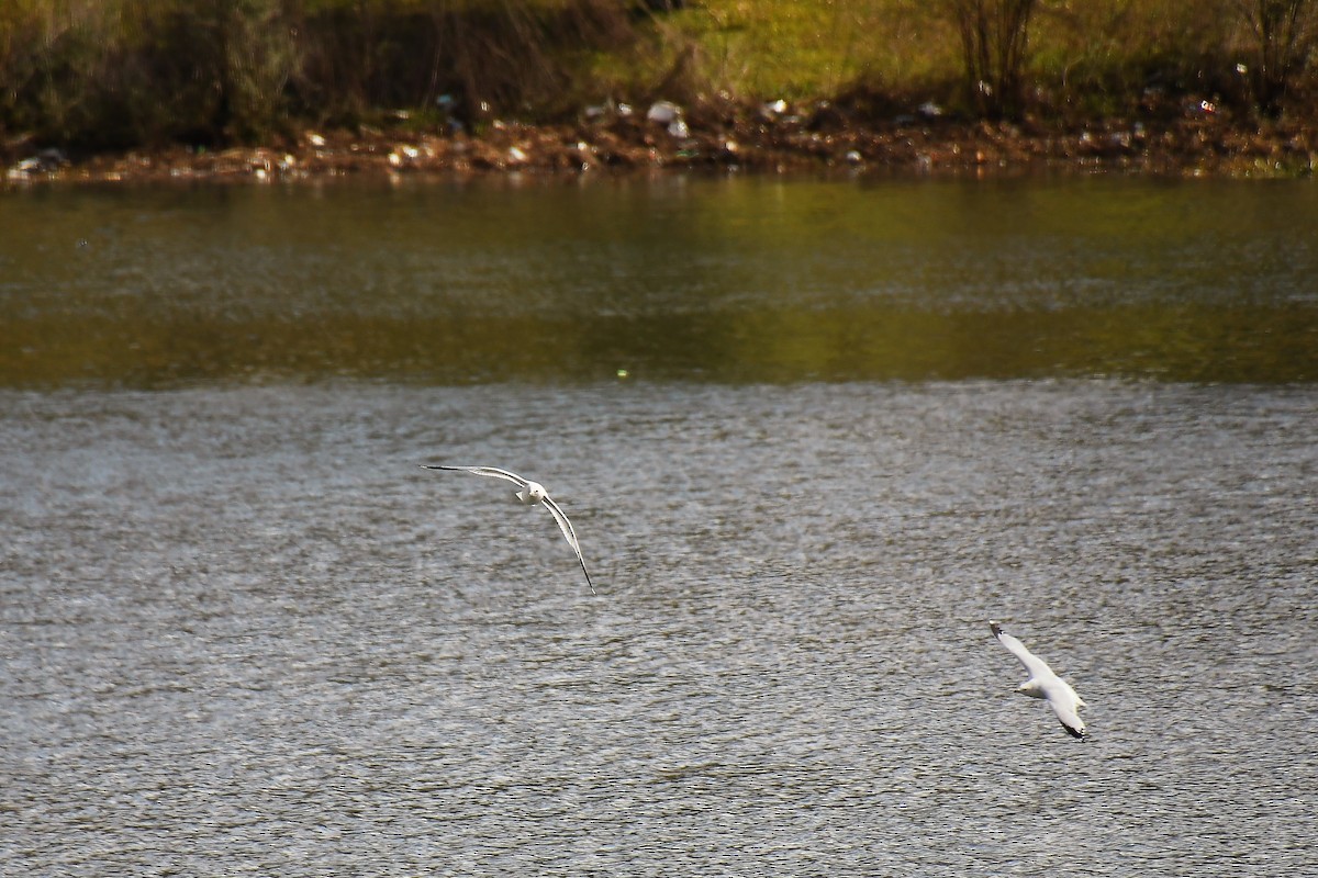 Ring-billed Gull - ML544392641