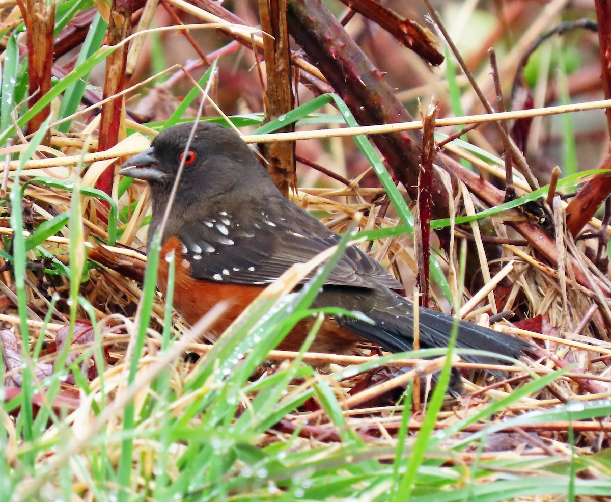 Spotted Towhee - ML544392831