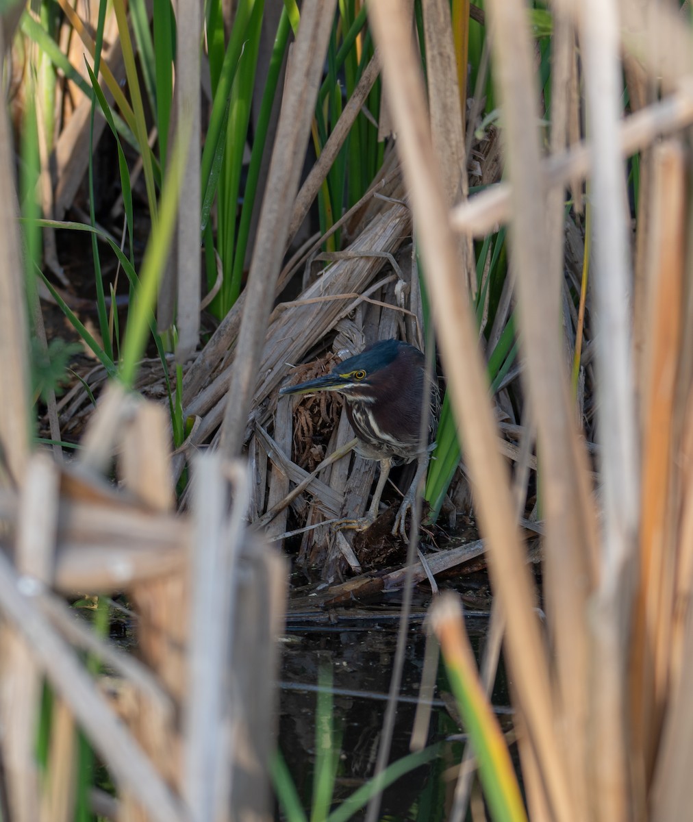 Green Heron - ML544393431