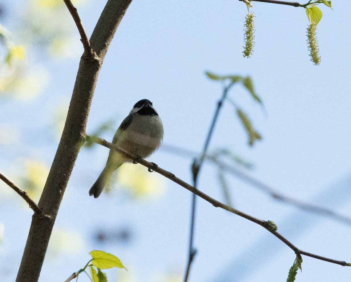 Carolina Chickadee - ML544393681