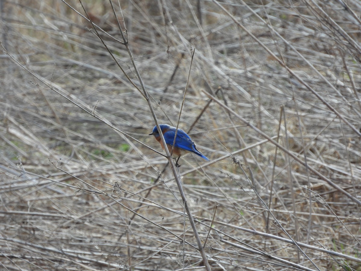 Eastern Bluebird - ML544395041