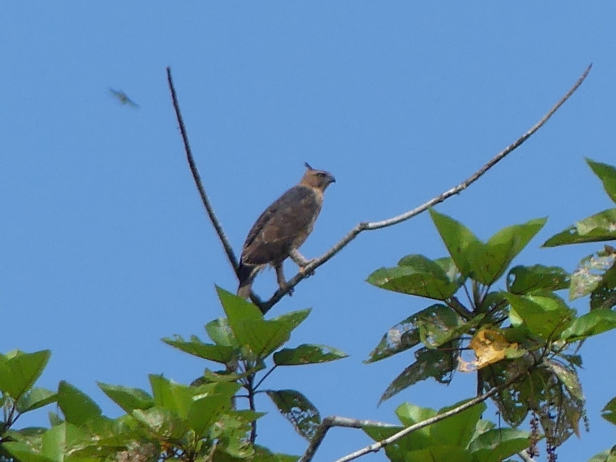 Wallace's Hawk-Eagle - ML544395671