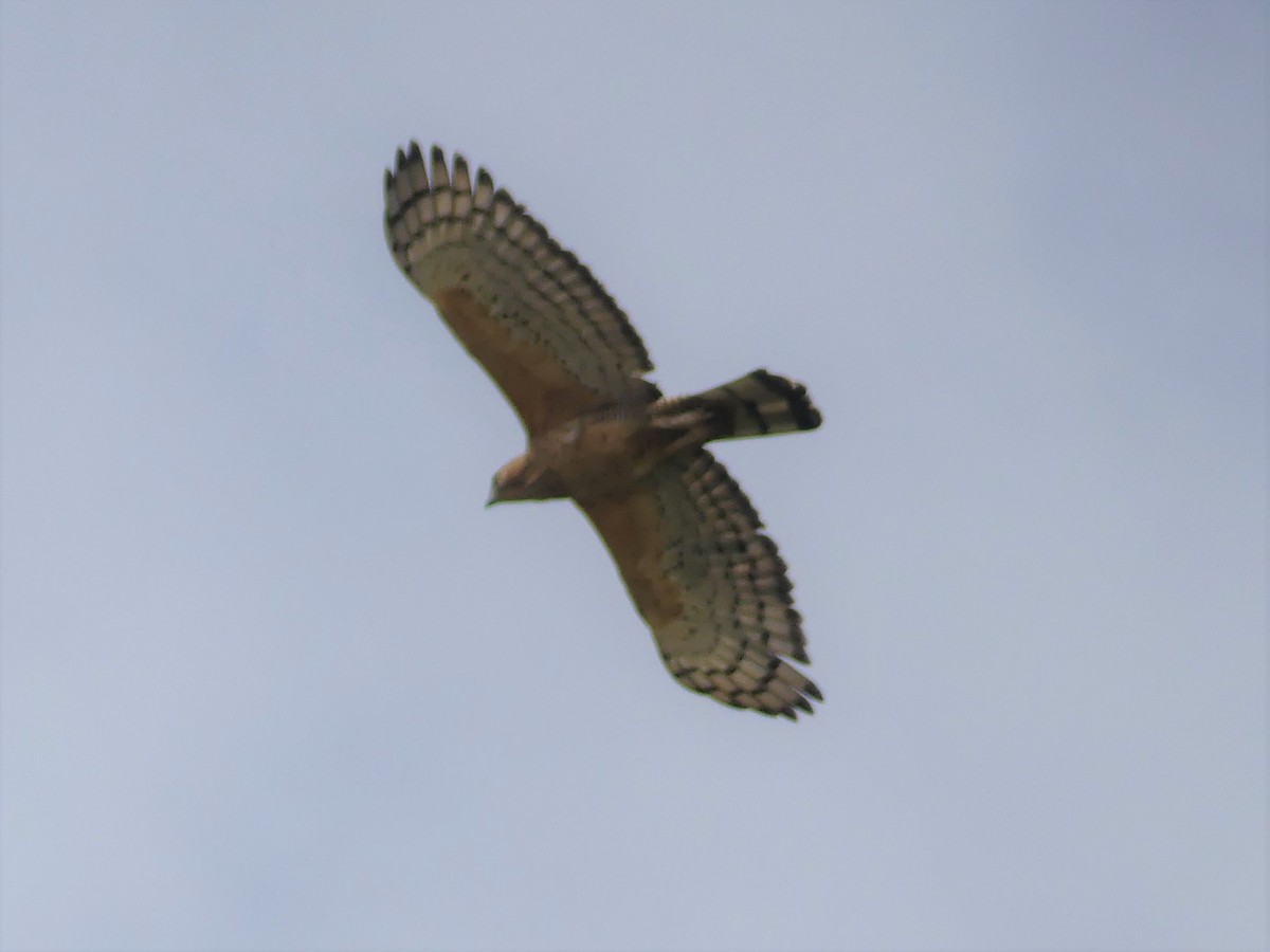 Águila de Wallace - ML544395681