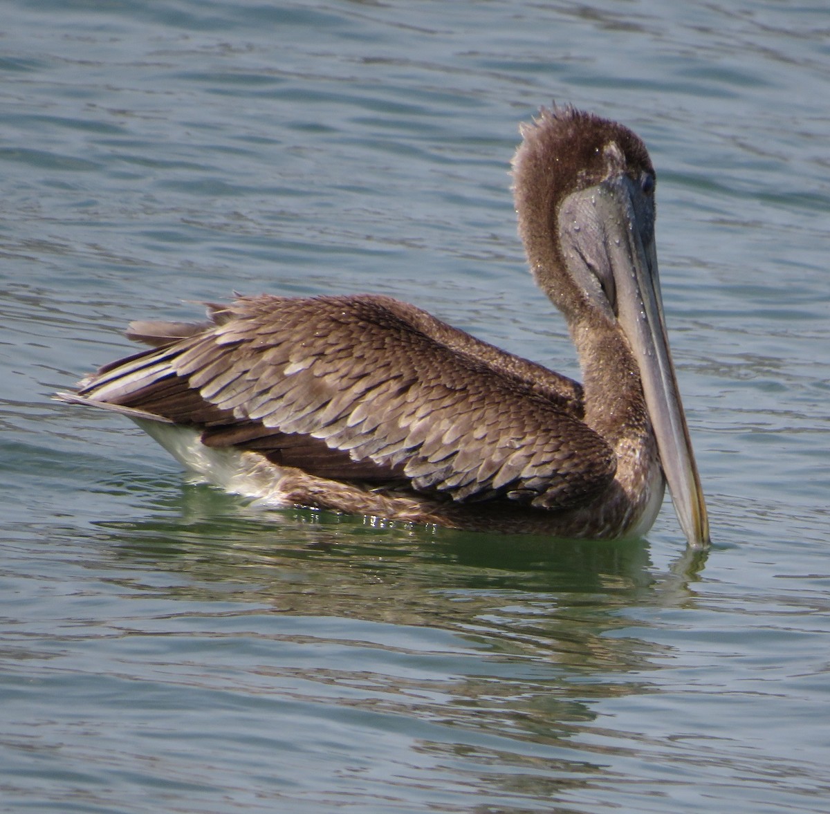 Brown Pelican - ML544395751