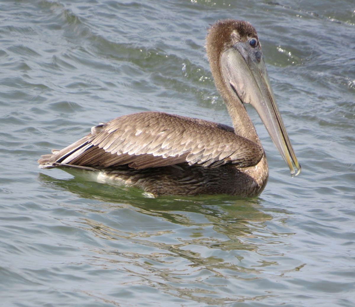 Brown Pelican - ML544395761