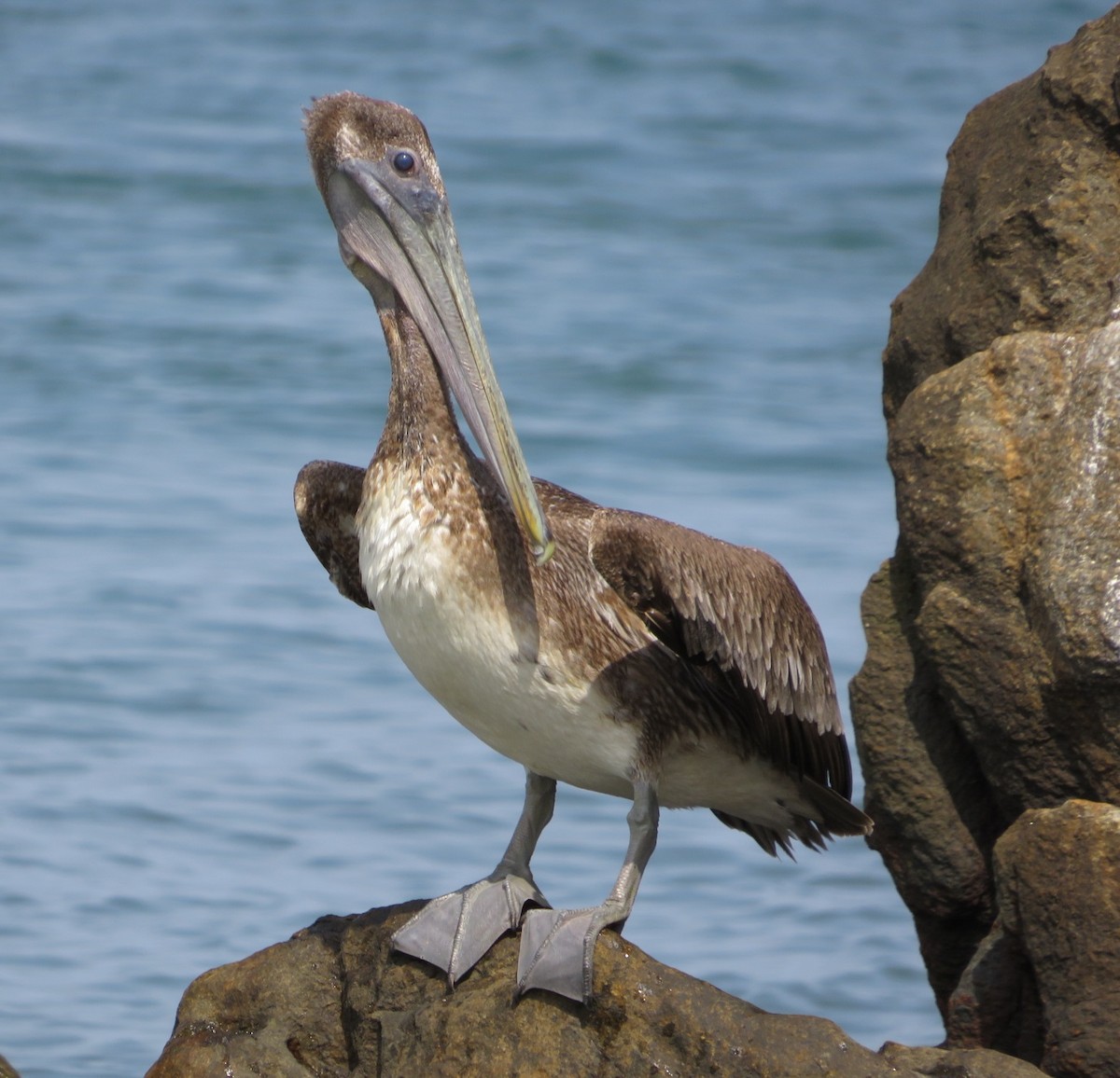 Brown Pelican - ML544395801