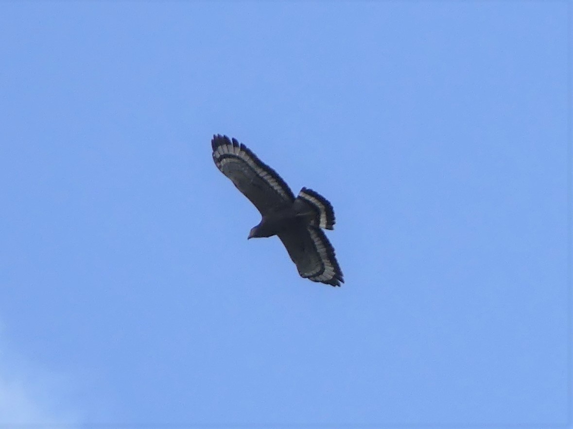 Crested Serpent-Eagle - Danny Hernandez