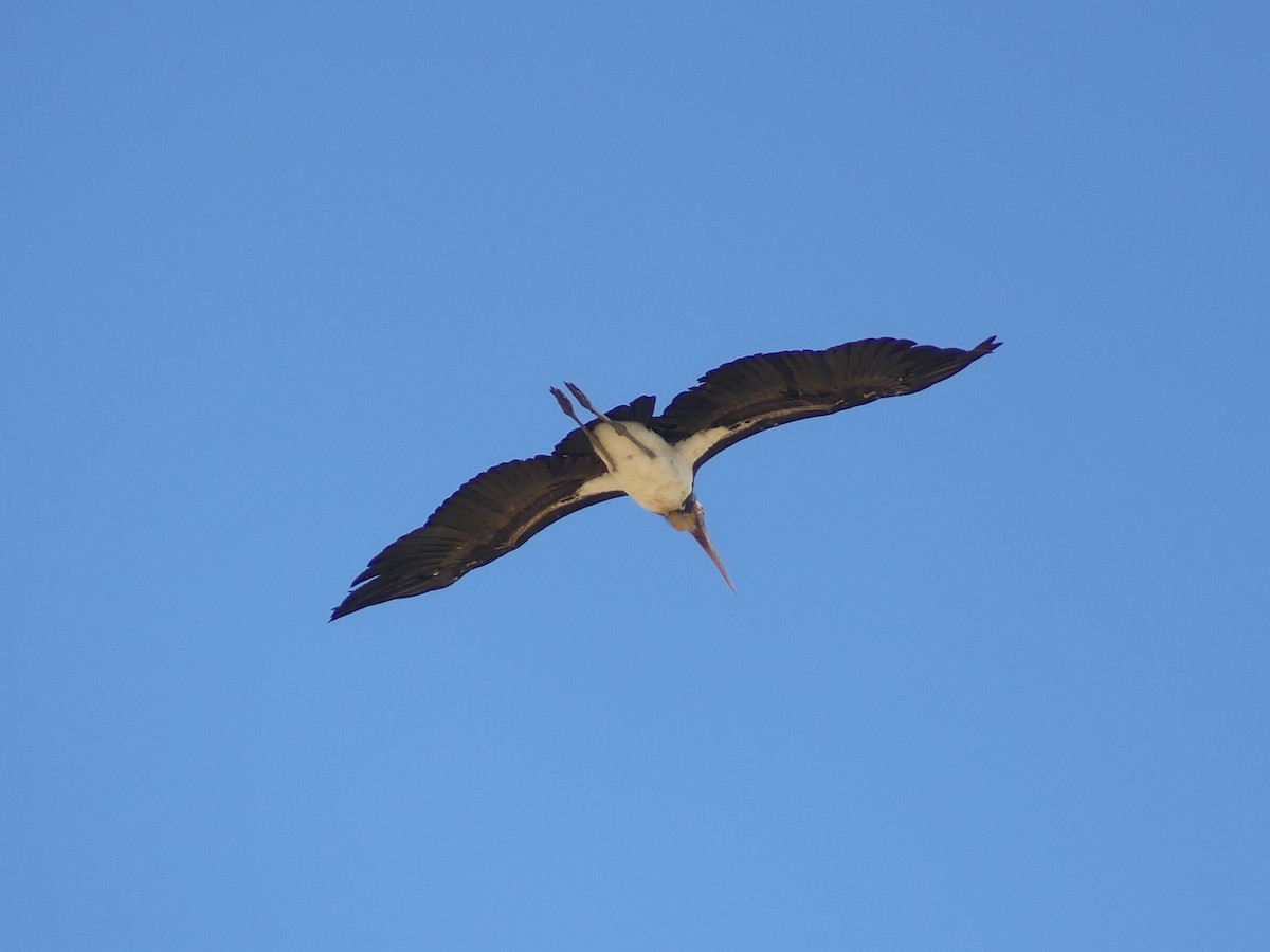 Lesser Adjutant - ML544396581