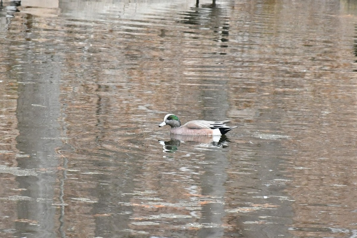 American Wigeon - ML544396781