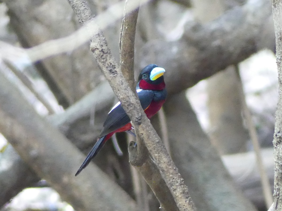 Black-and-red Broadbill - ML544397291