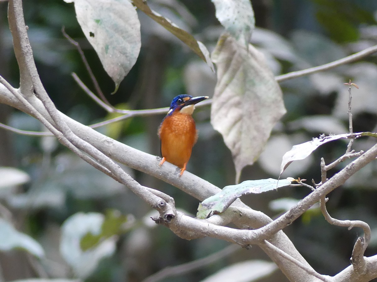 Blue-eared Kingfisher - ML544397401