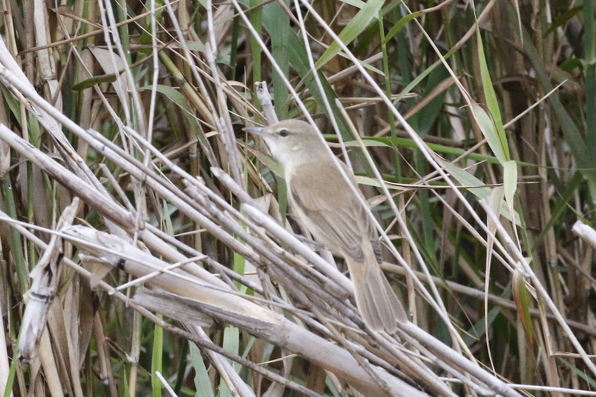 Clamorous Reed Warbler - ML544398571