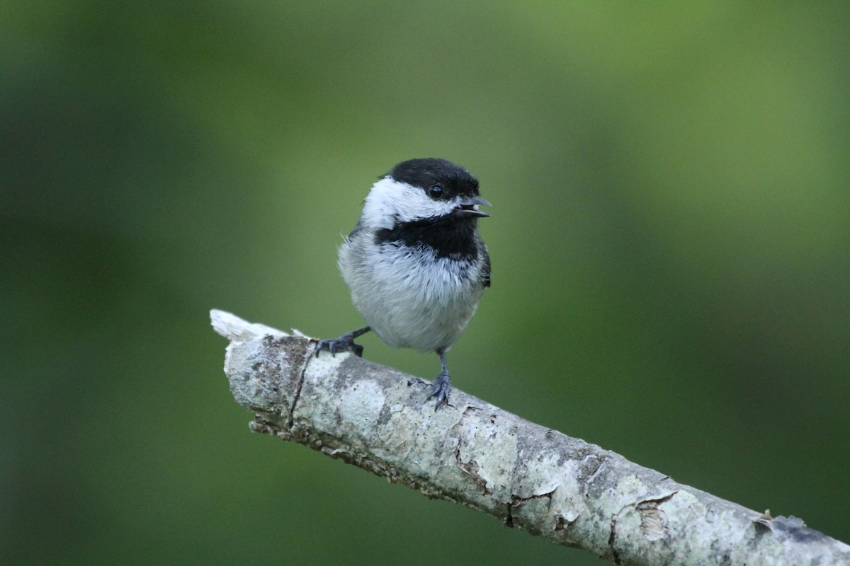 Black-capped Chickadee - ryan  doherty